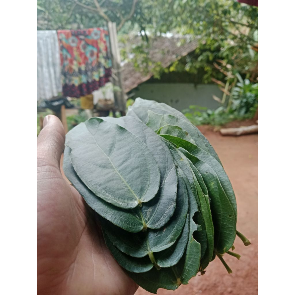 

DAUN CINCAU PERDU /100 LEMBAR