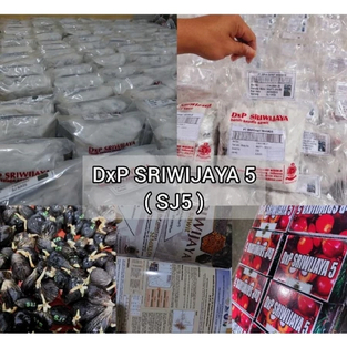 Benih Bibit kecambah sawit Sriwijaya 5 asli BER sertifikat