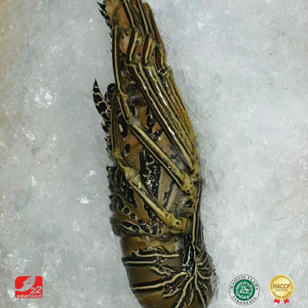 Lobster beku 1 Kg / Lobster Laut / Lobster Fresh/