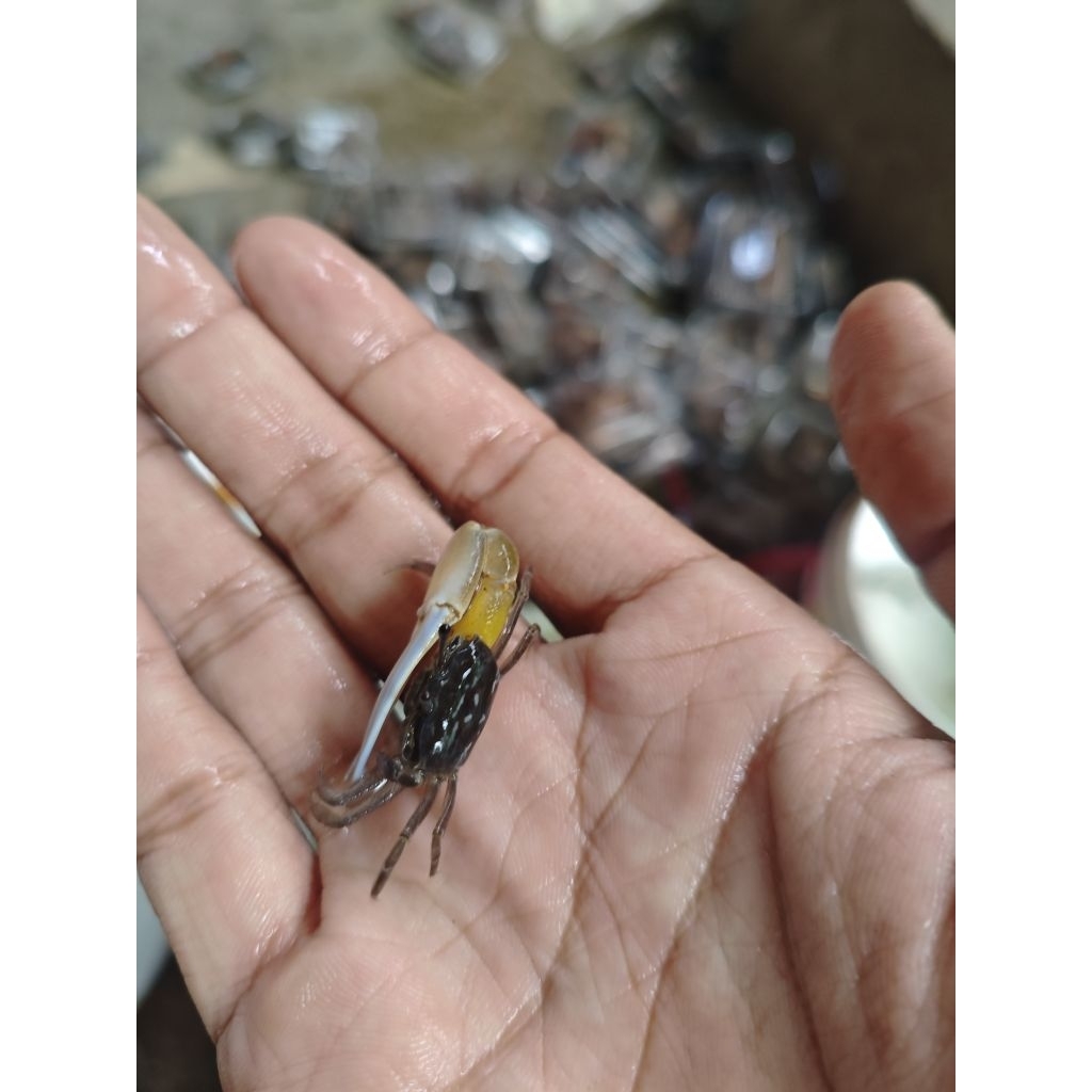 

kepiting uca kepiting fiddler kepiting komando