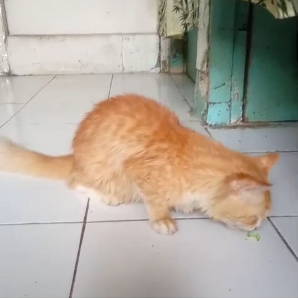 kucing oren persia dewasa betina