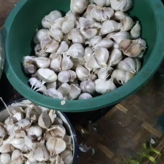 

bawang putih kating 1kg bersih tanpa boggol