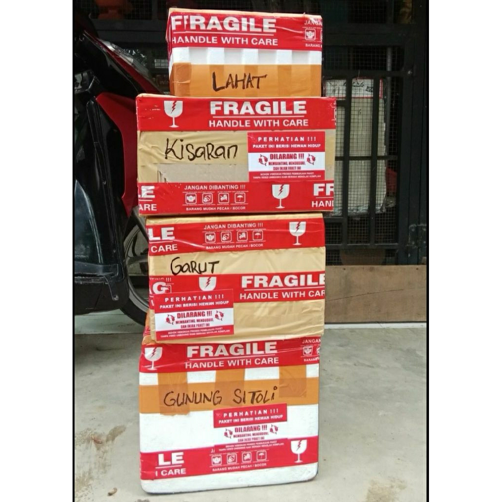 

kardus live Bahan Copper Vanda VVIP Ori Thailand