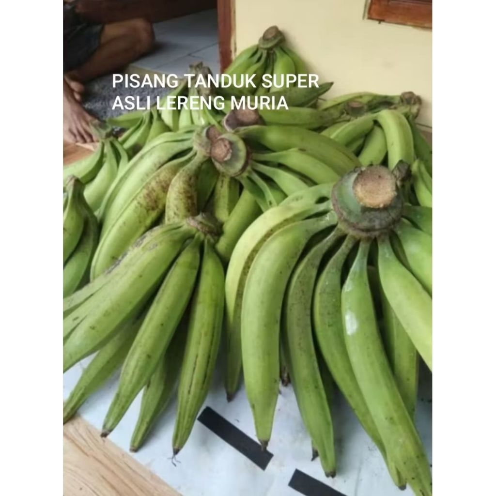 

COD 3pcs PISANG TANDUK / PISANG AGUNG / PISANG BYAR