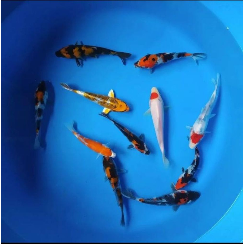 

Paket 10 ekor koi warna Mix