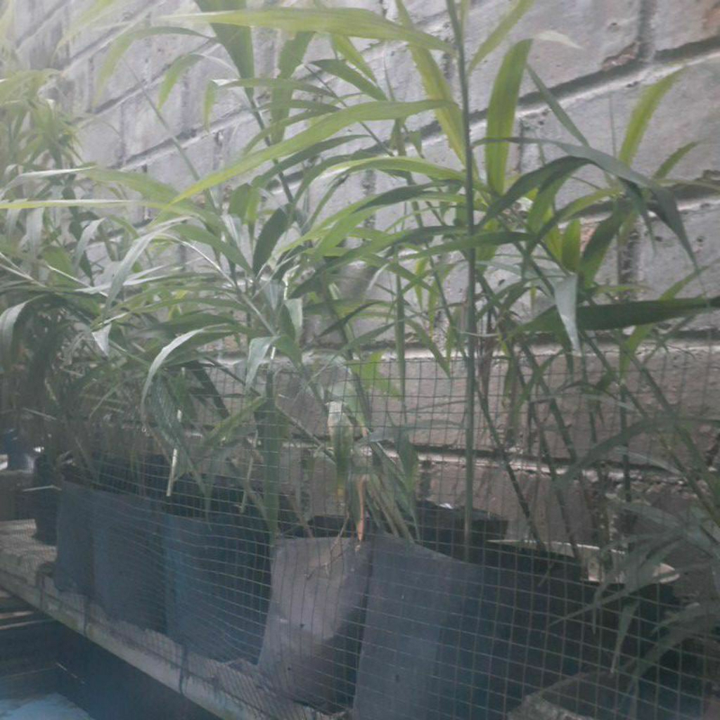 

Jahe merah original organik