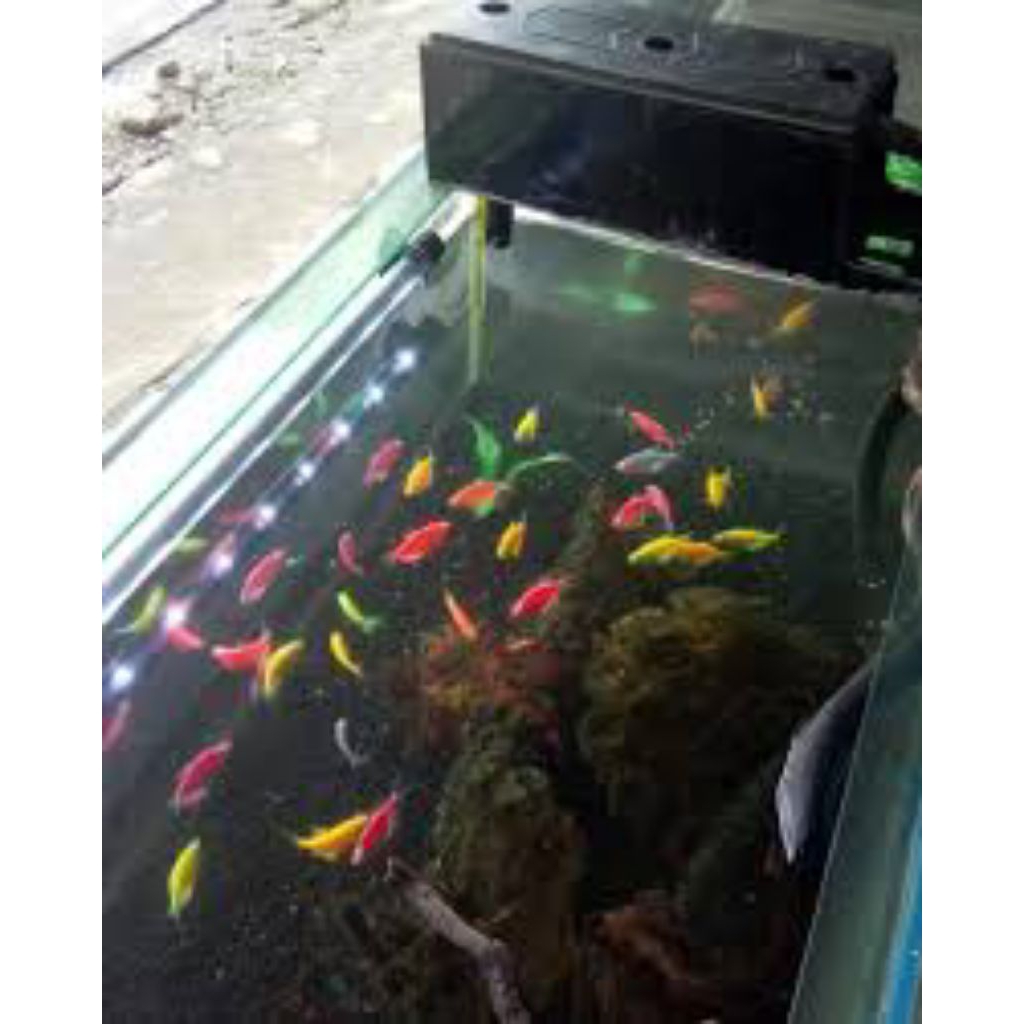 ikan hias glowfish warna warni