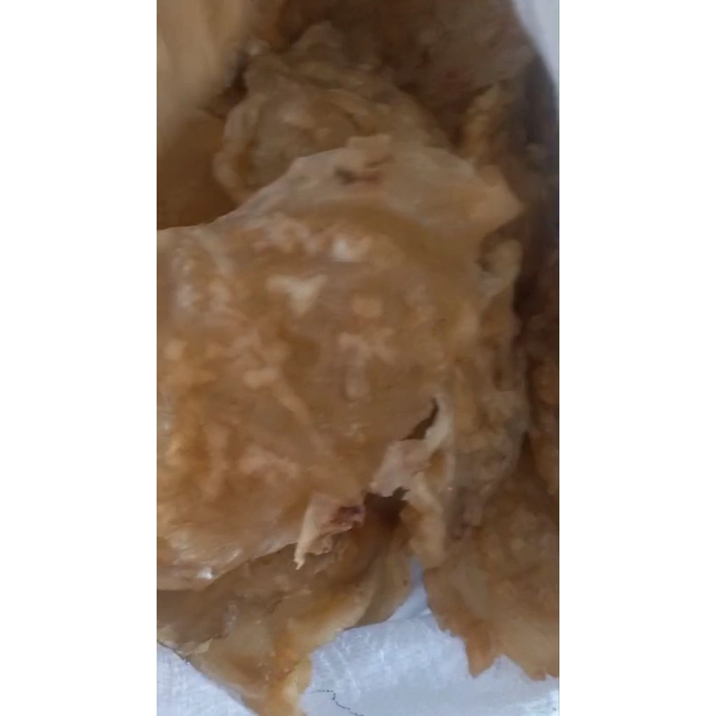 

Fish Maw (Gelembung Ikan) Ikan Kerapu