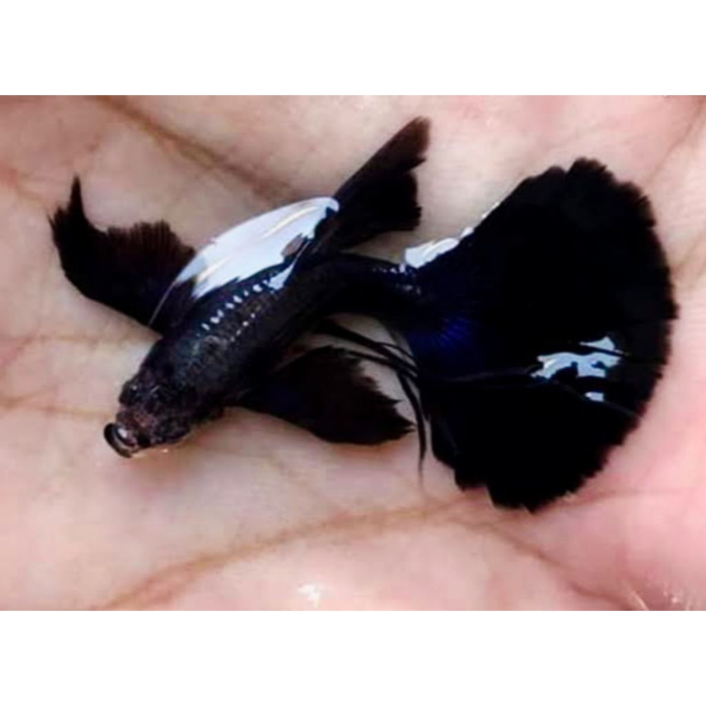 AKSESORIS AQUARIUM SEPASANG GUPPY BLACK MOSCOW RIBBON