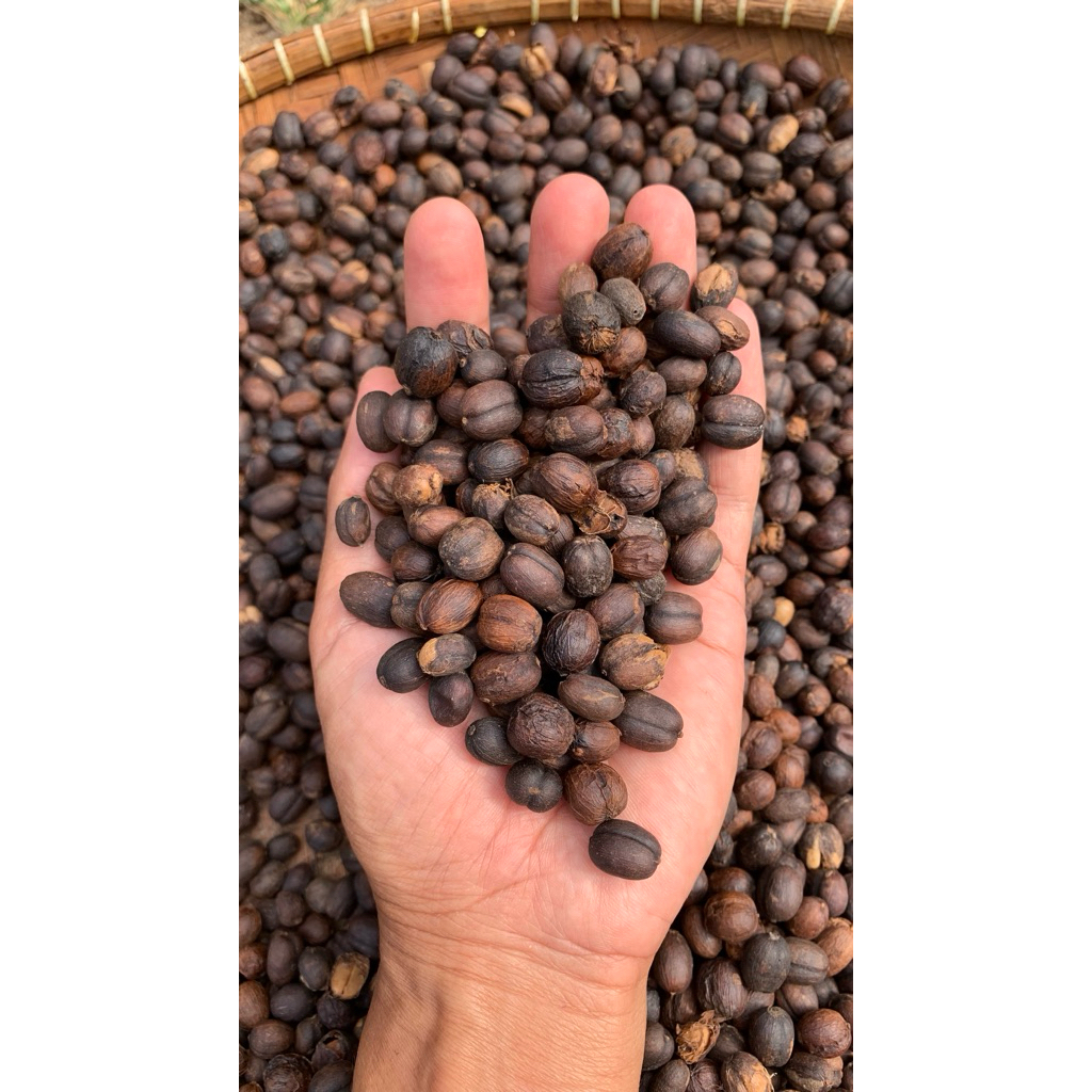 

Gabah Kopi Wine Arabika (Palasari)