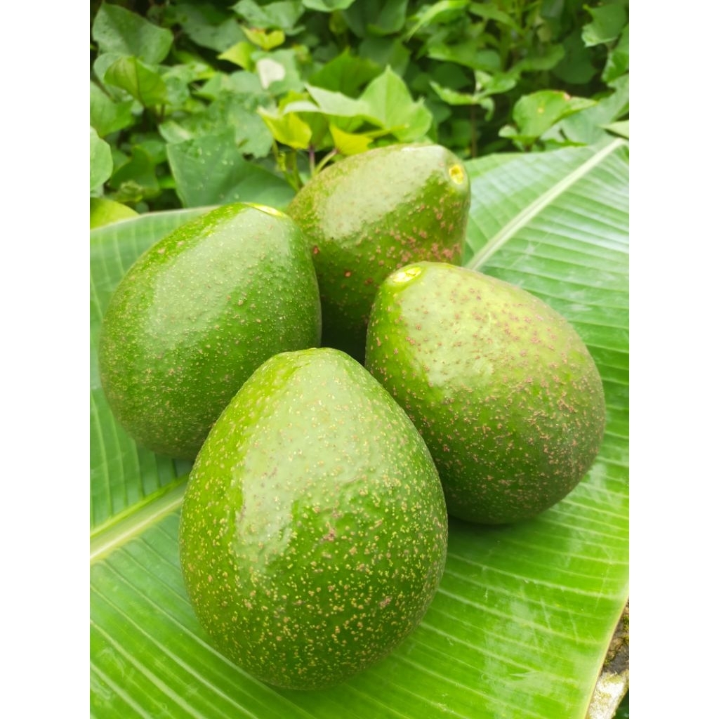 

buah alpukat mentega kondisi tua 1 kg