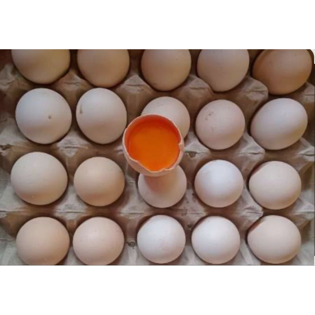 

TELOR AYAM KAMPUNG OMEGA 3 GREAD A