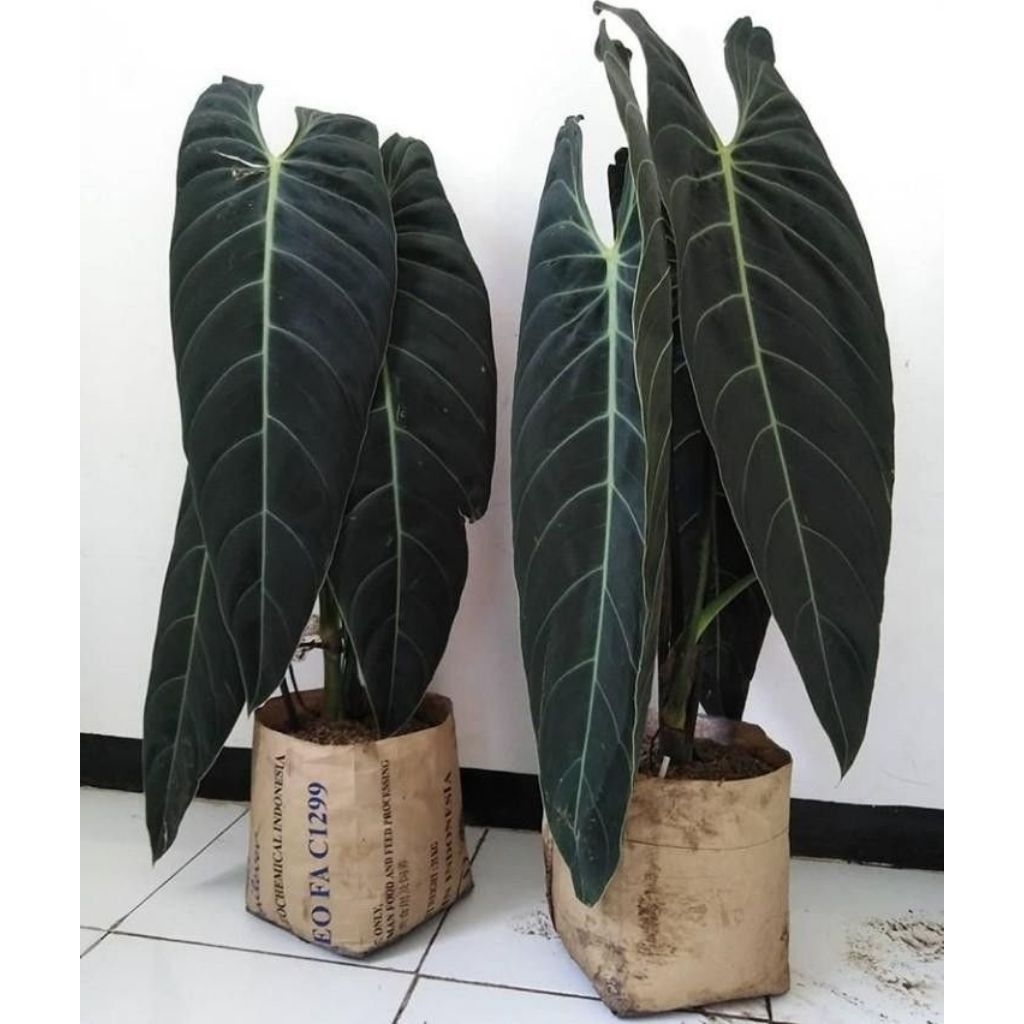 tanaman philodendron melanochrysum jumbo besar