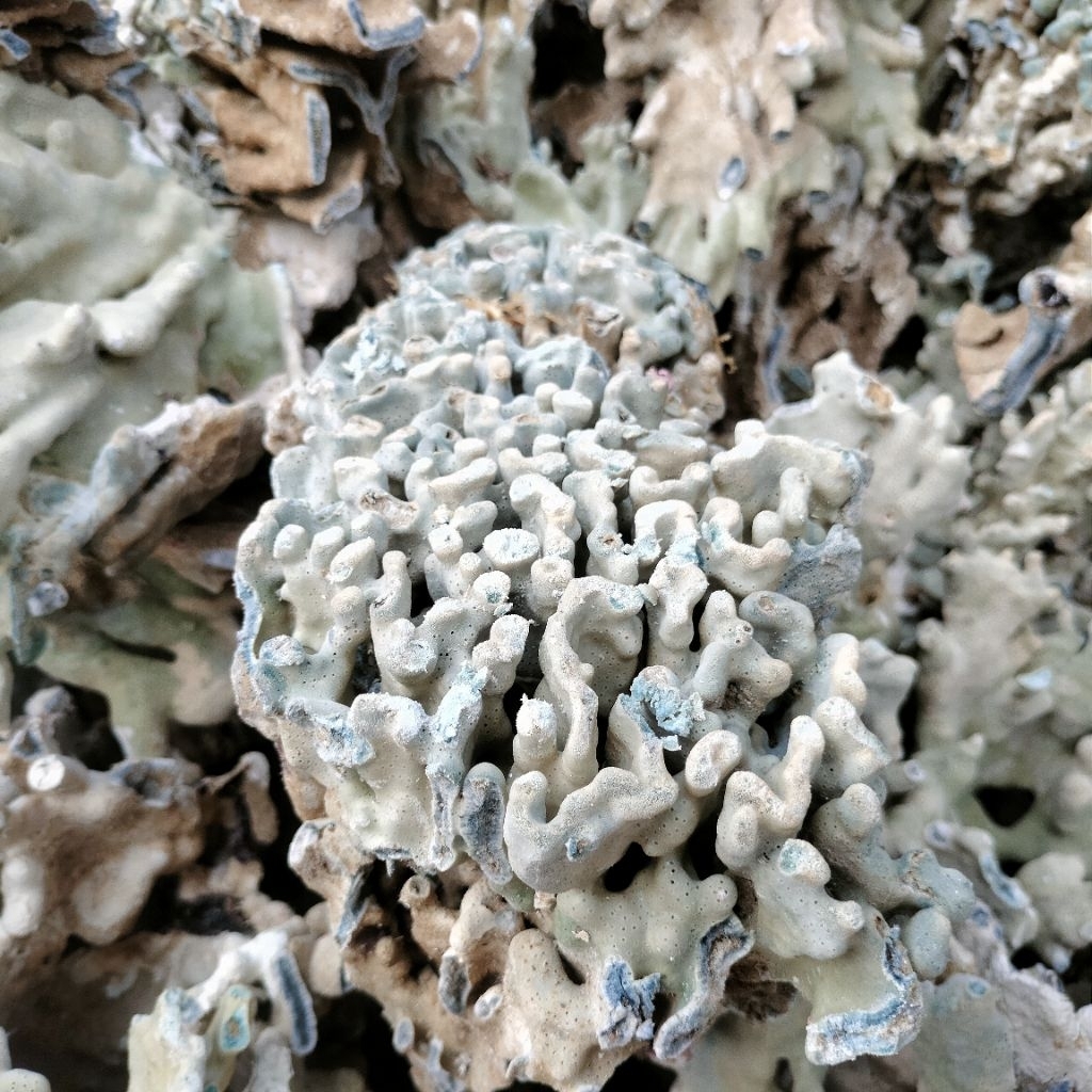 dead rock batu karang laut biru karang hias dekorasi aquarium aquascape 5kg