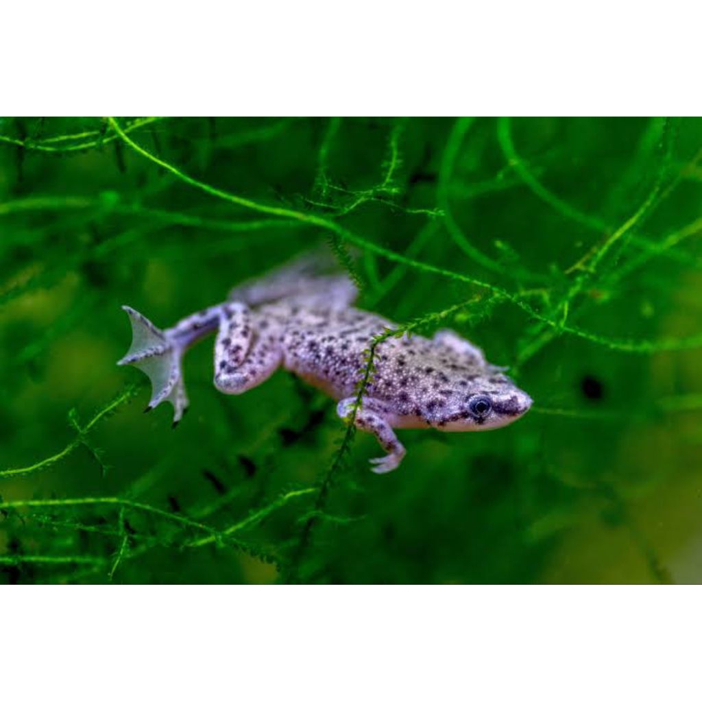 African Dwarf Frog Full Air [ aquacheapy ]