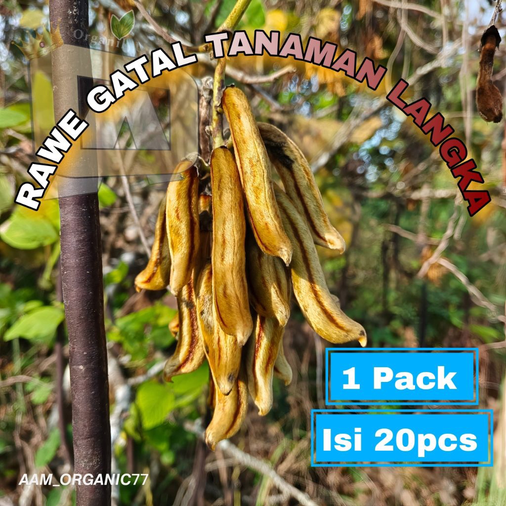 Kara Rawe Gatal 1pack isi 20pcs || Tanaman Langka Khas Madura || Dijual/pack isi 20pcs(kulit beserta