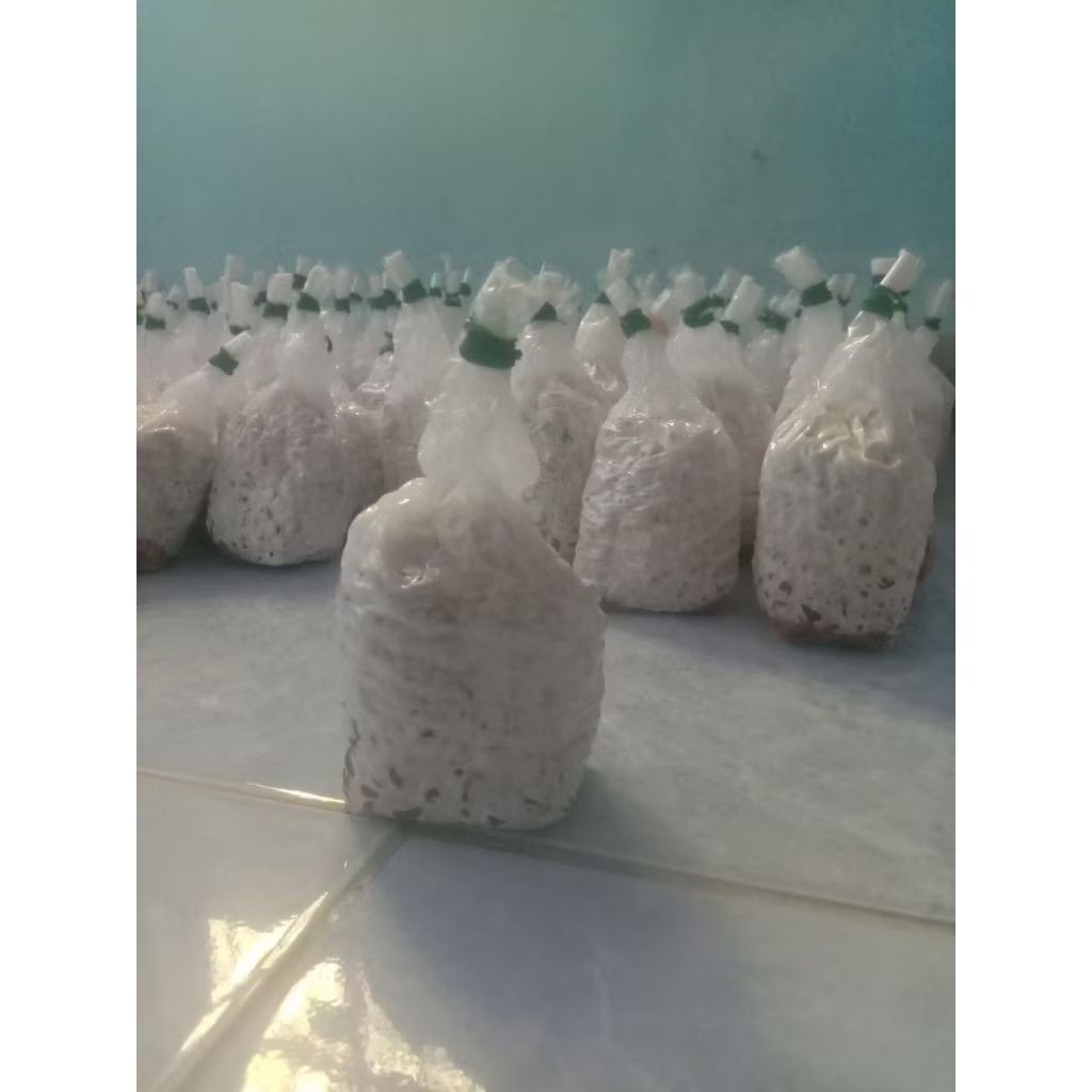 

bibit f2 jamur tiram super