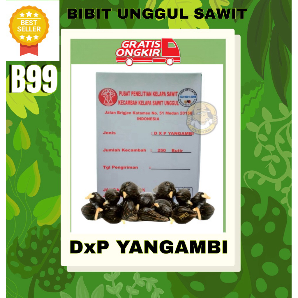 PPKS DXP YANGAMBI ISI 250 butir