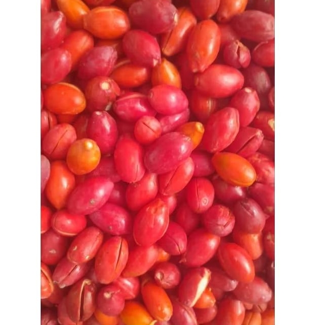 

kulit melinjo segar baru peres