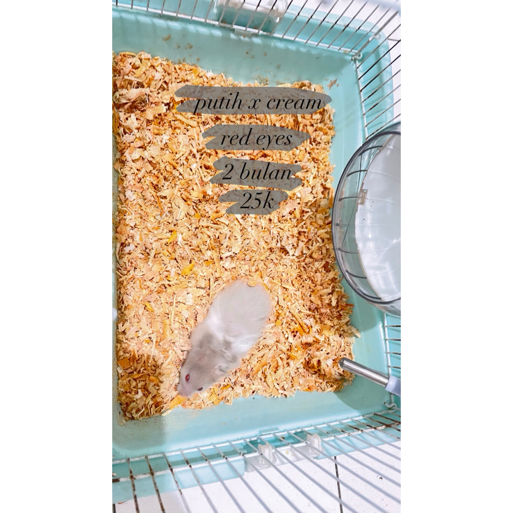 Hamster Syrian Long Hair