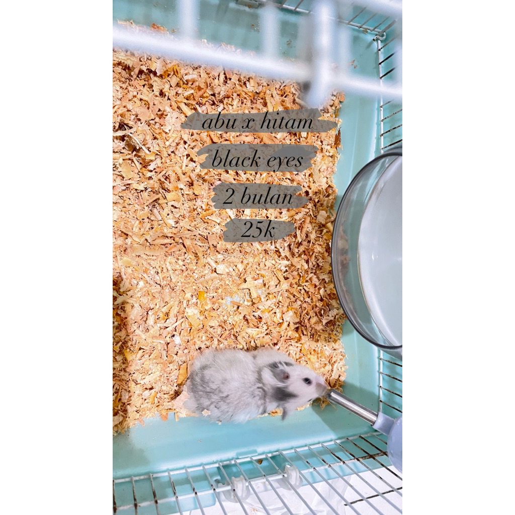 Hamster Syrian Long Hair