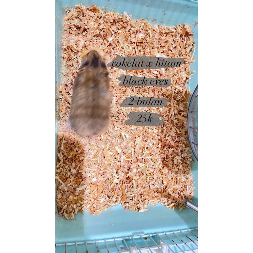 Hamster Syrian Long Hair