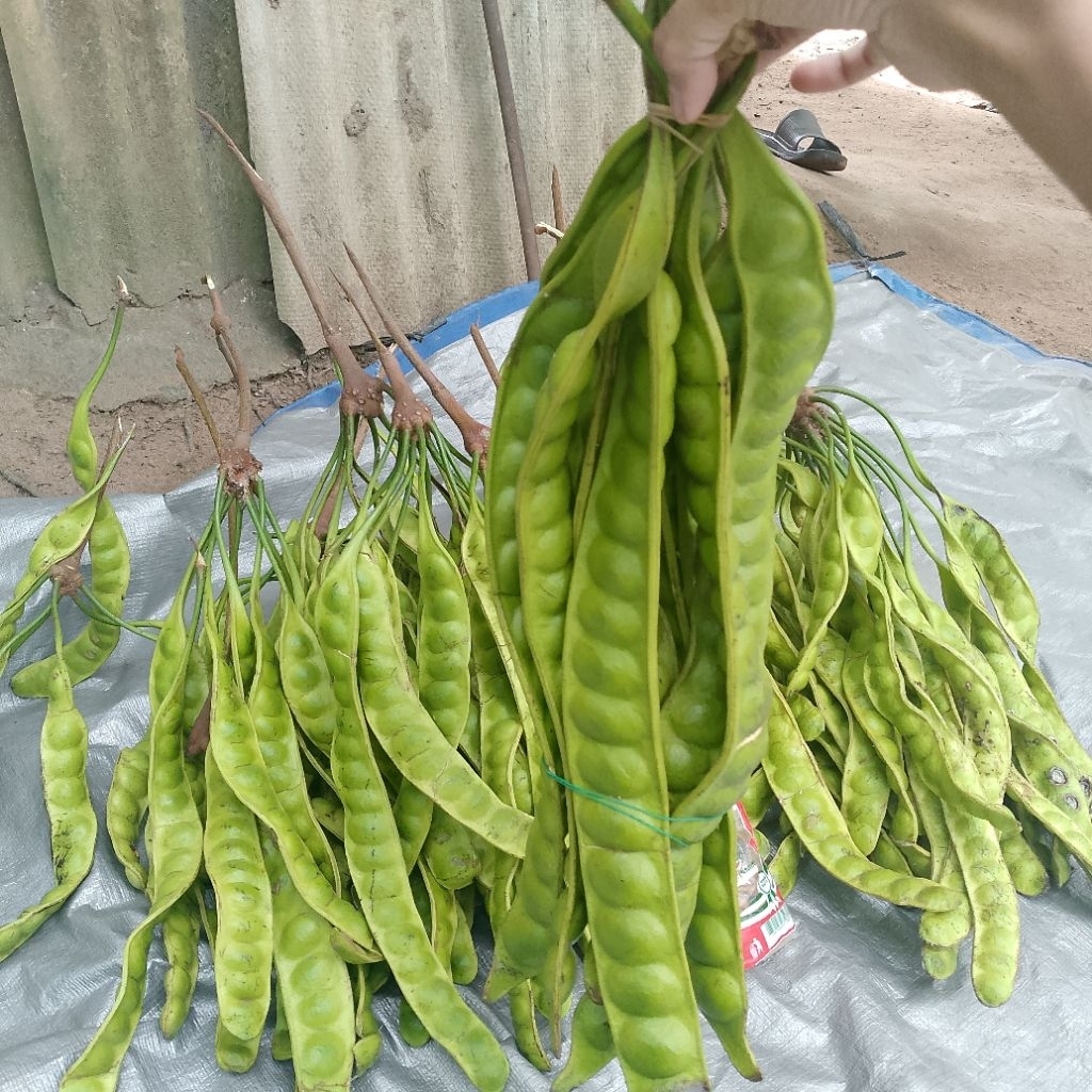 

Pete segar langsung dari pohon,Pete Banjar tua isi 10 lonjor(STOK TERBATAS)