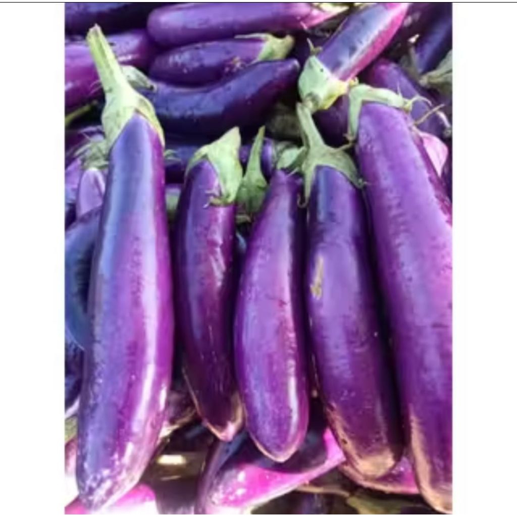 

Terong ungu 1 kg langsung dari petani