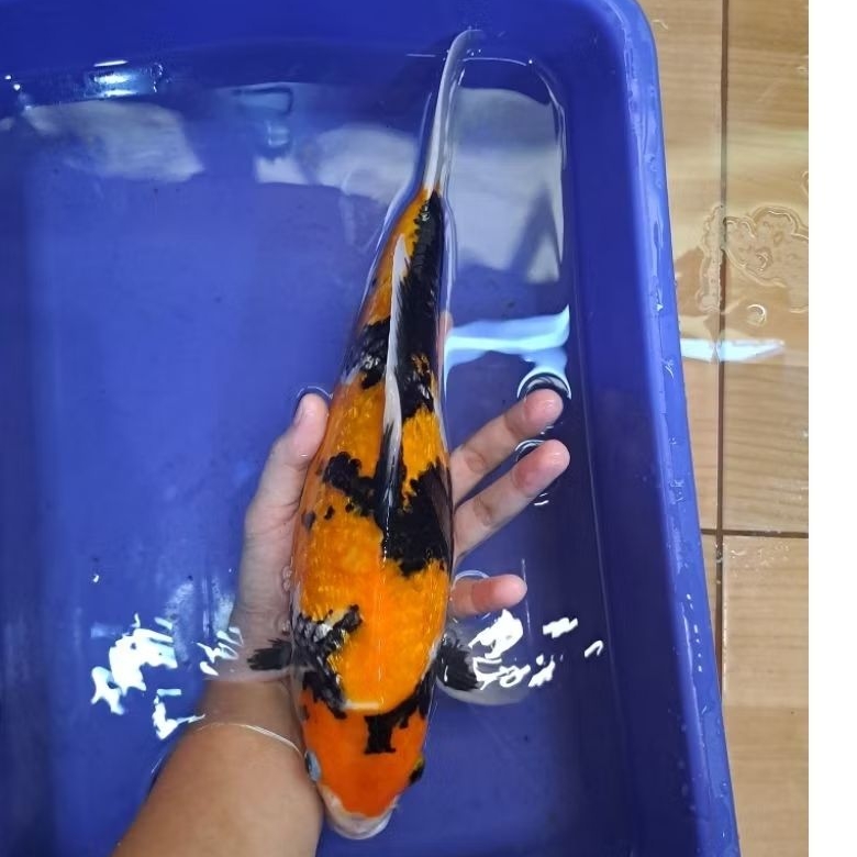 Koi Showa Motif cakep , Sisik Ginrin