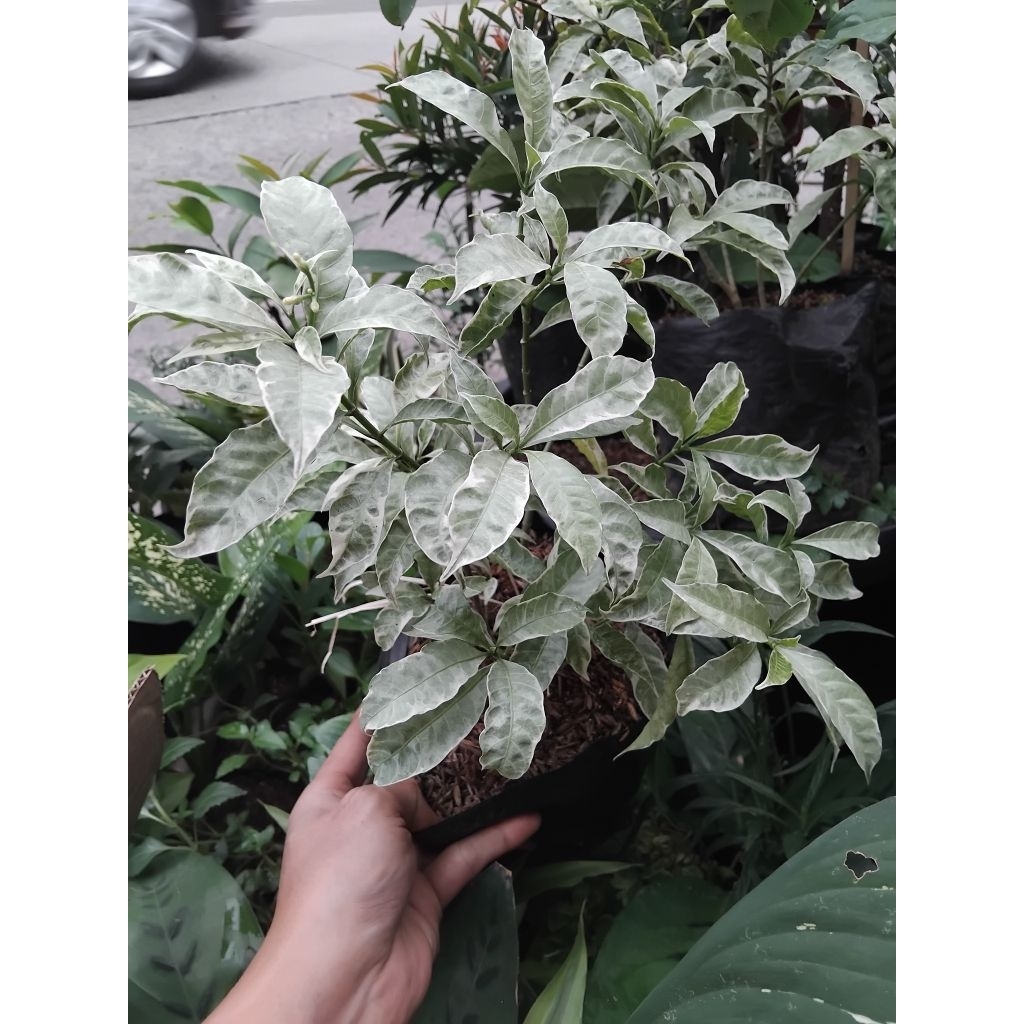 Tanaman hias rombusa putih