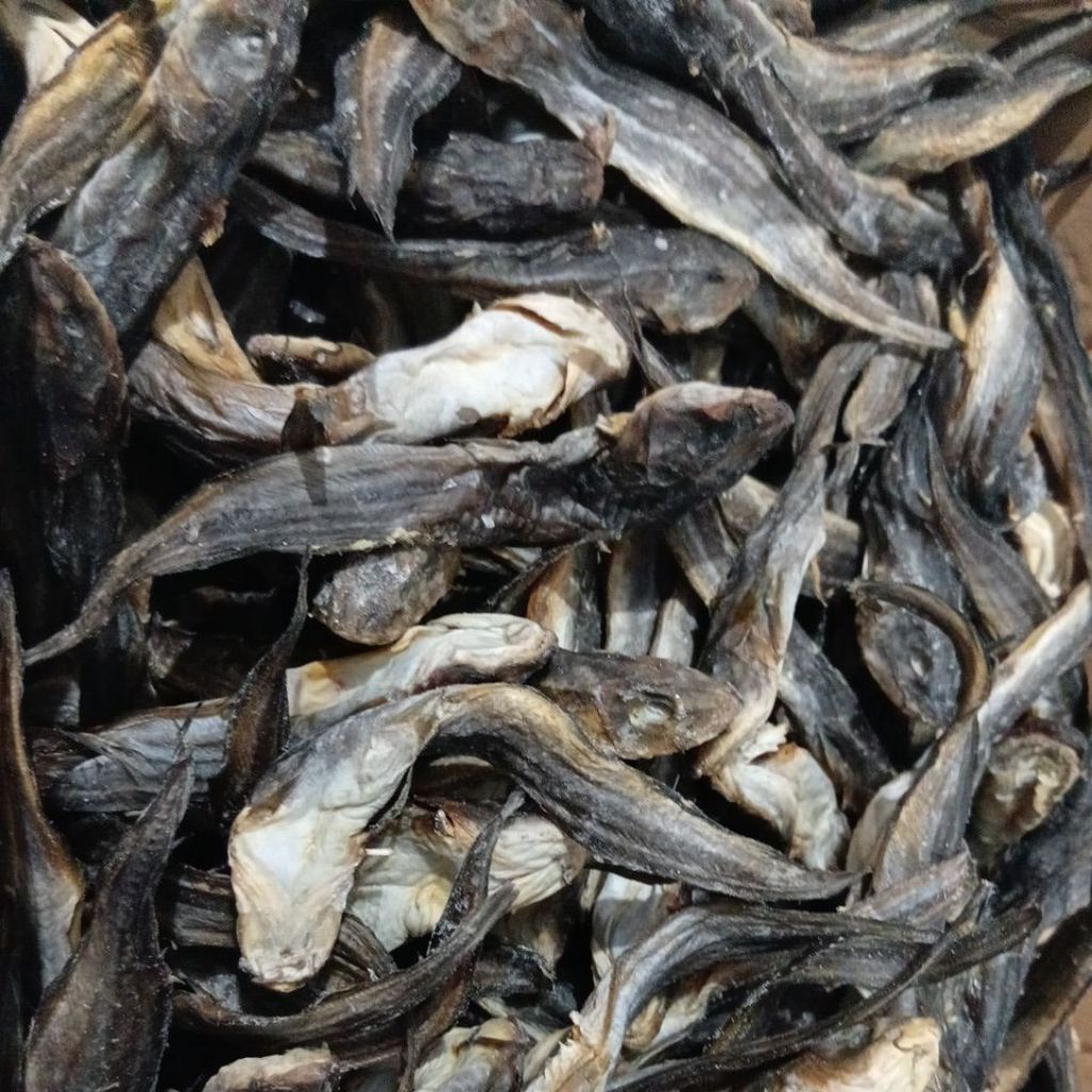 

ikan sembilang