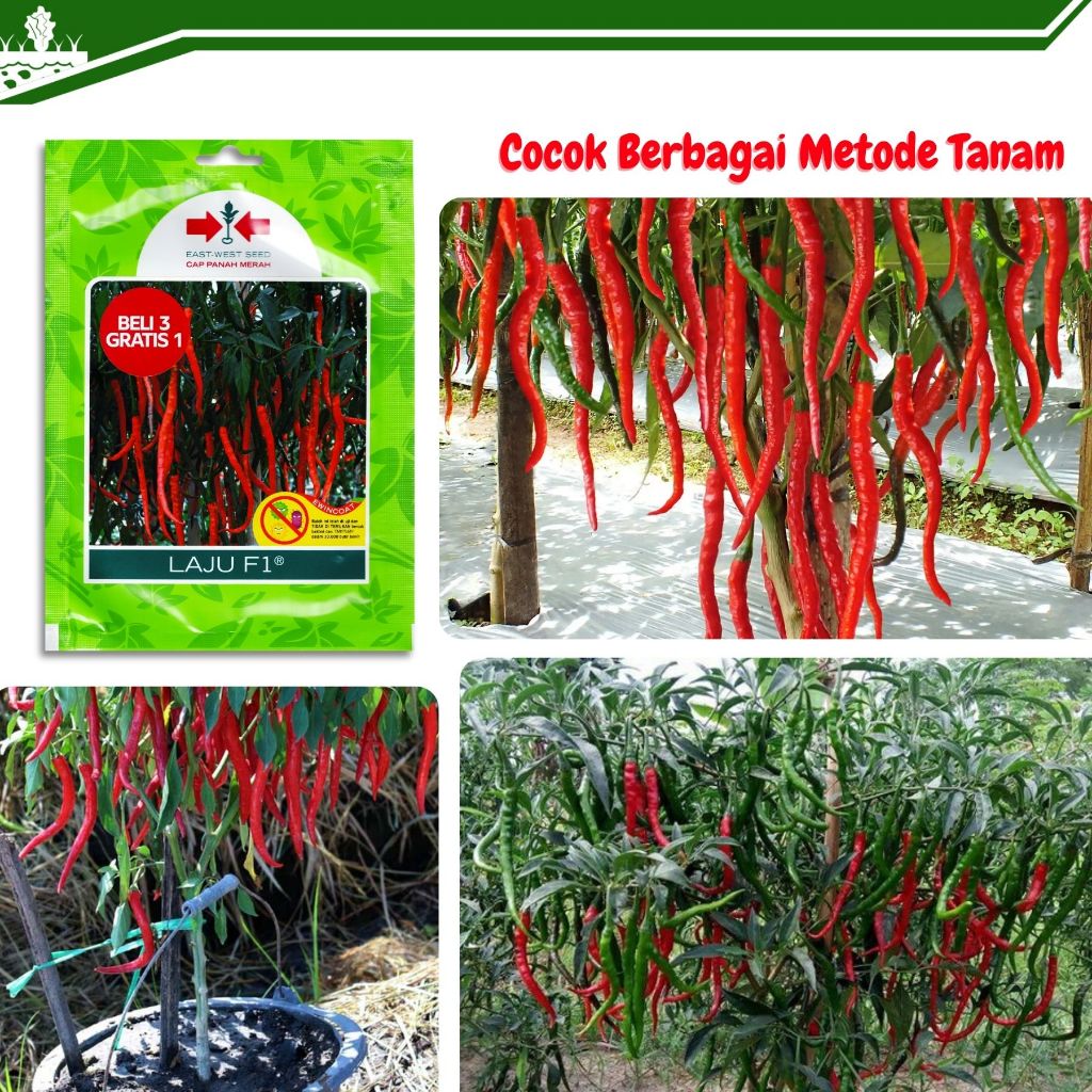 Lintang Gardening Benih Cabe Laju F1 150 Butir Bibit Cabe Laju F1 - Cap Panah Merah