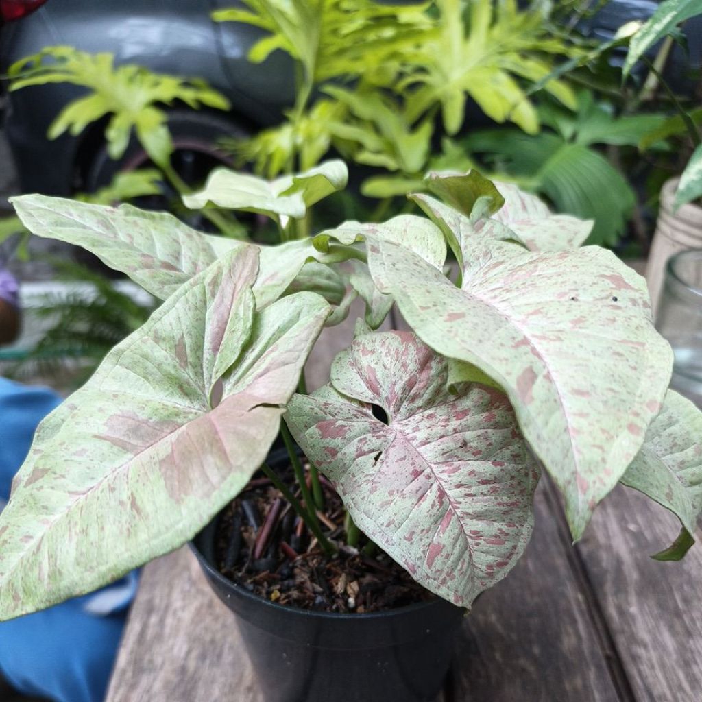 Singonium milk confetti