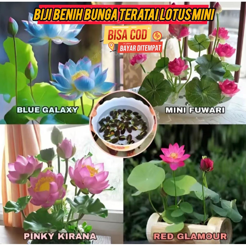 BIJI BUNGA LOTUS/BENIH BUNGA TERATAI MINI/BIJI BENIH BUNGA LOTUS TERATAI
