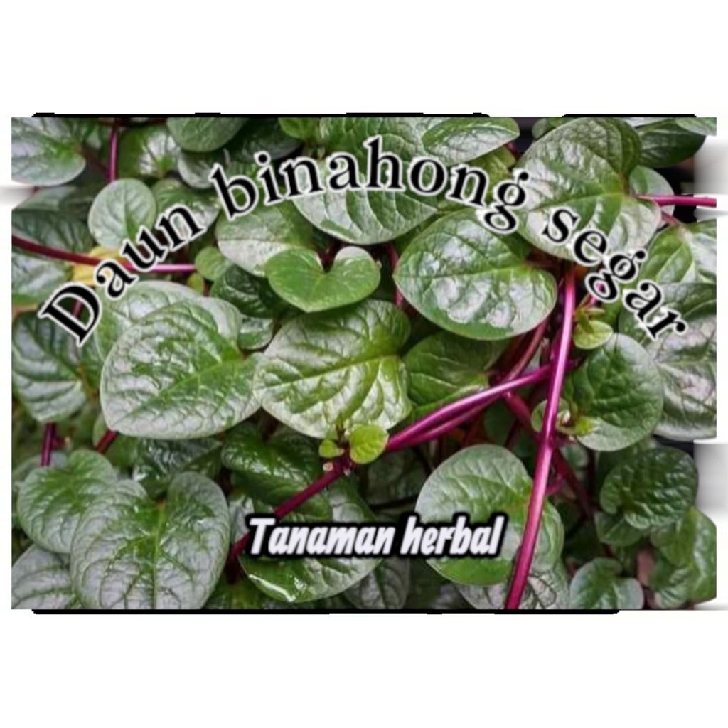 

daun binahong merah (segar) daun herbal alami, binahong merah fress per 1 lembar