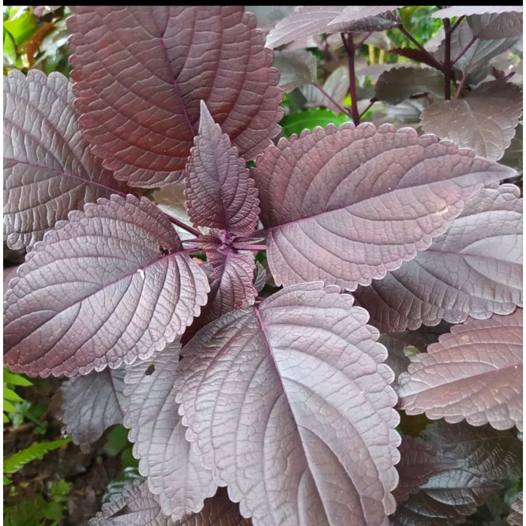 

daun jawer kotok ungu segar paket 500GRAM SIAP KIRIM