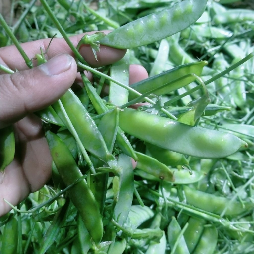 

kapri sayur 500 gram