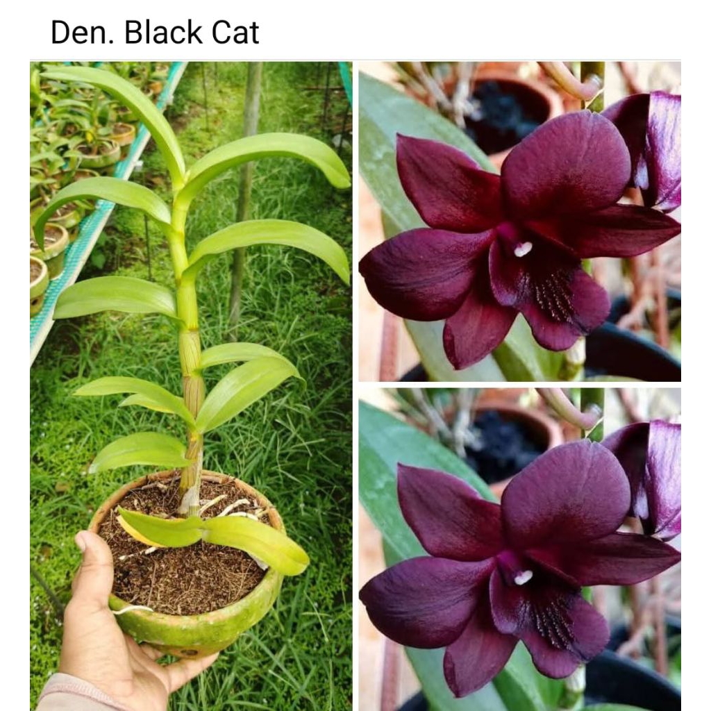 DENDROBIUM BLACK CAT