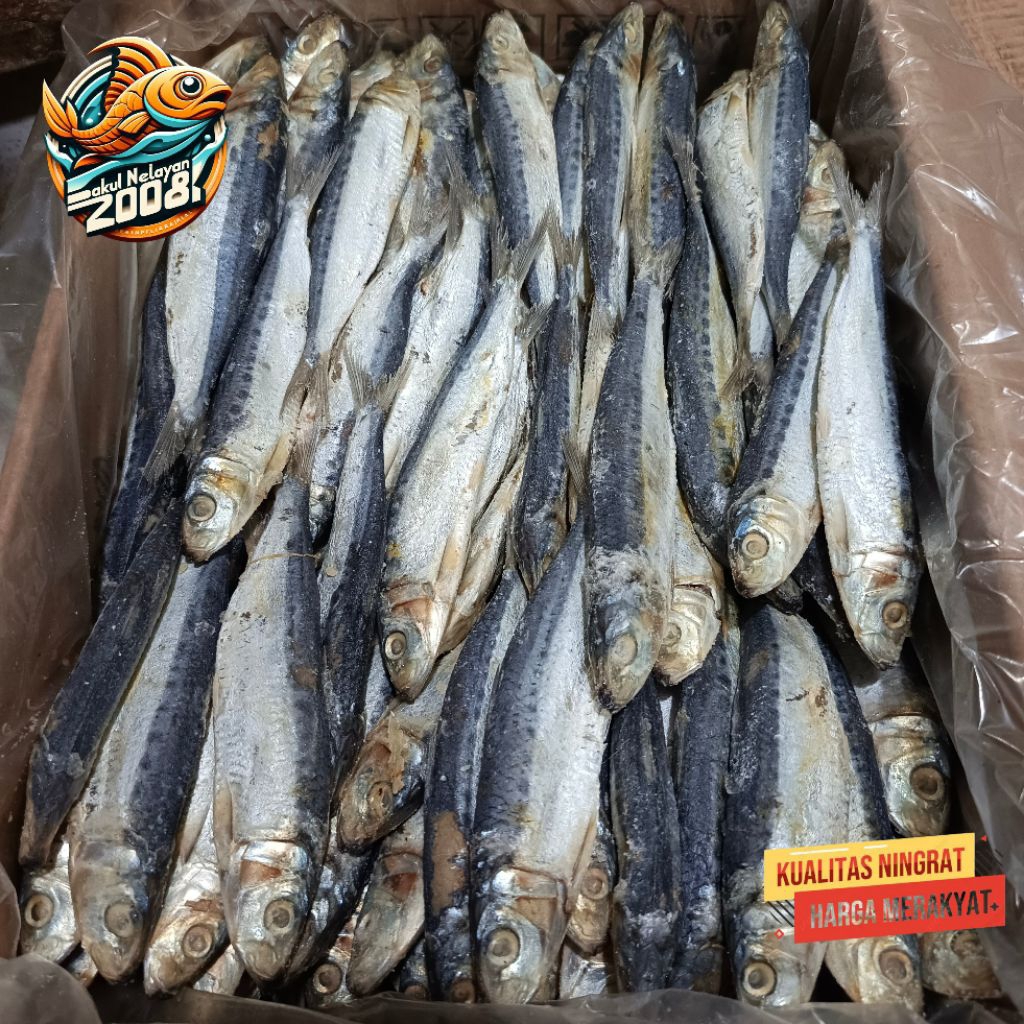 

Ikan asin japuh | ikan japuh lamuru