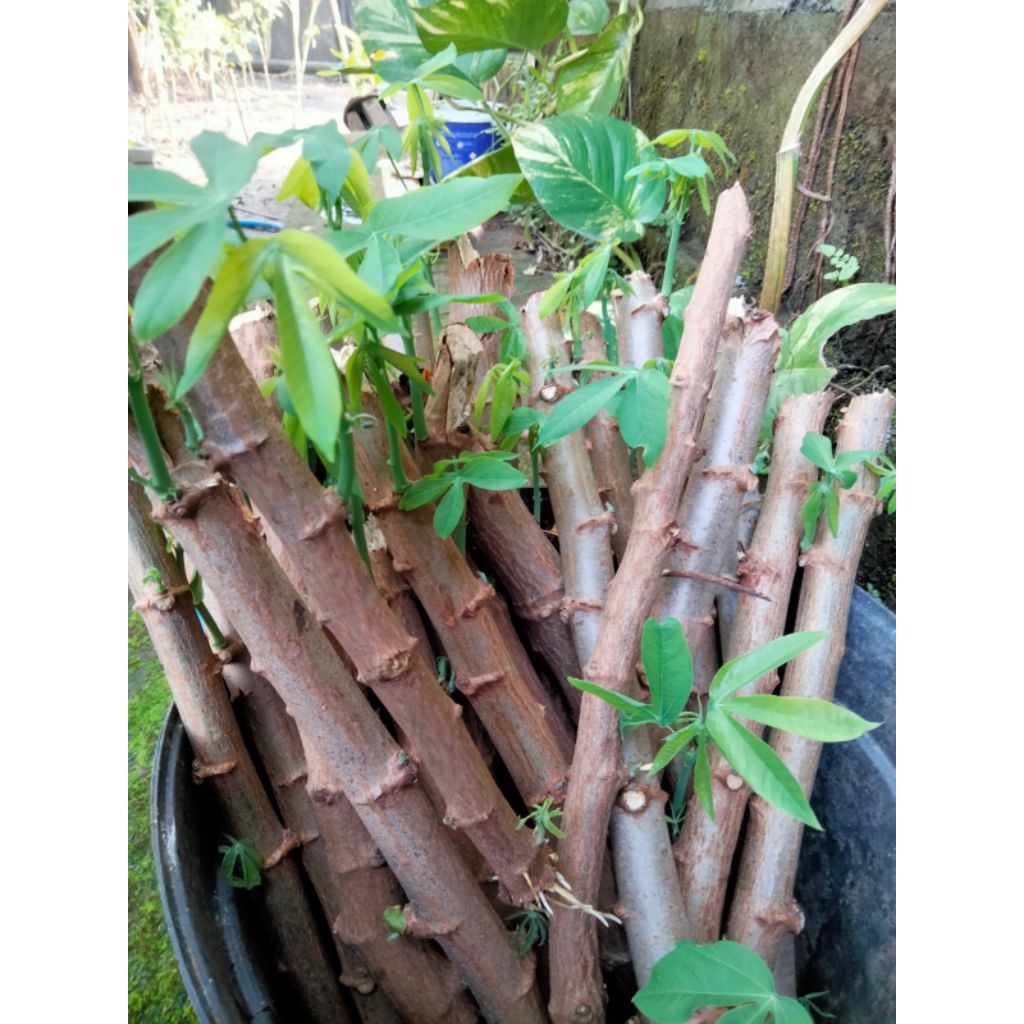 

bibit singkong keju sudah berakar