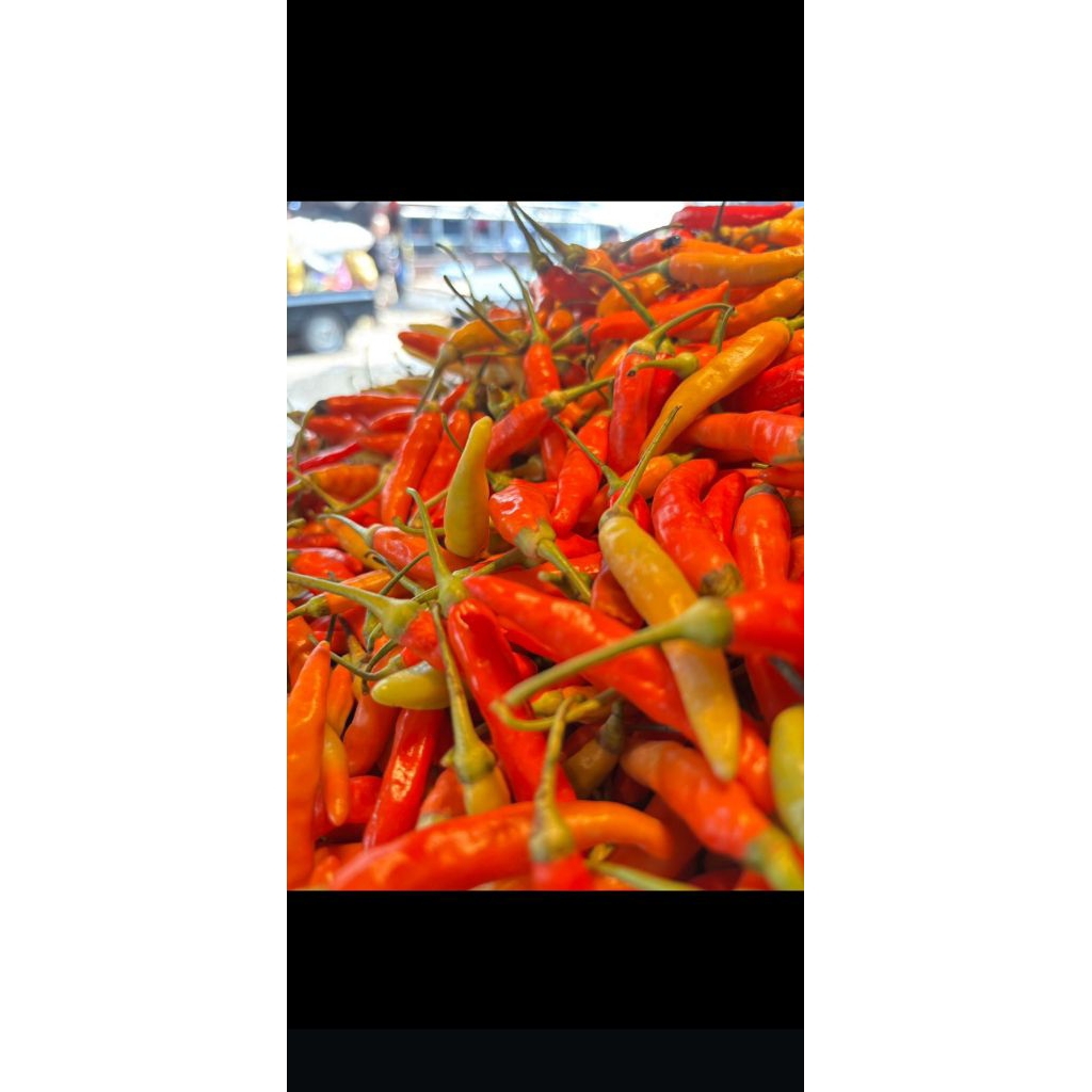 

cengek merah rawit merah domba ORI tahan busuk