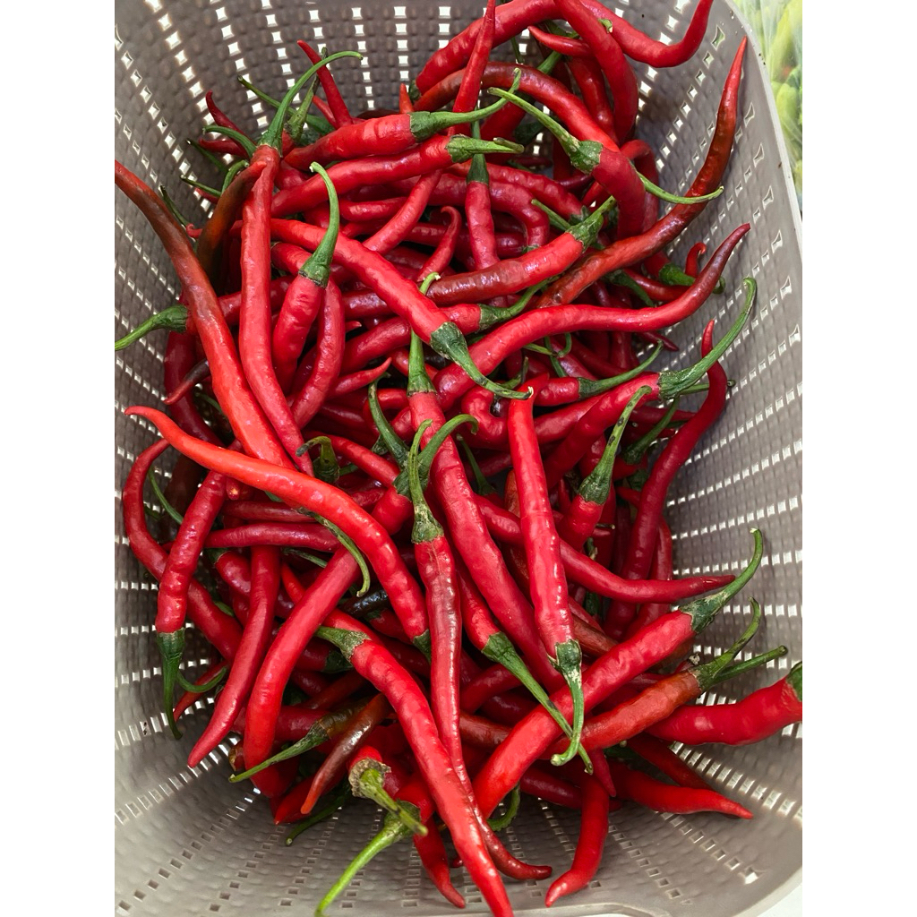 

Cabe Merah Keriting CMK Fresh Segar Pedas Spices Baru Petik