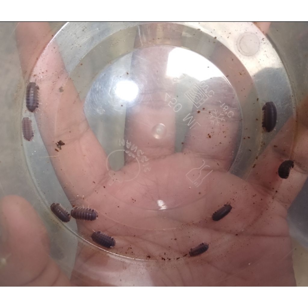 Mainan Isopoda Cubaris sp "Black Pakchong"