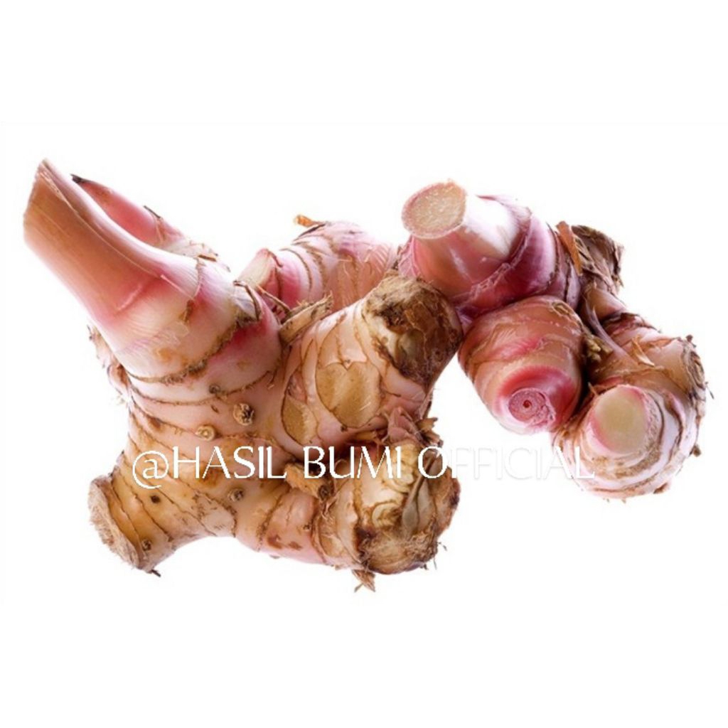 

LENGKUAS BUMBU DAPUR KEMASAN 1 KG