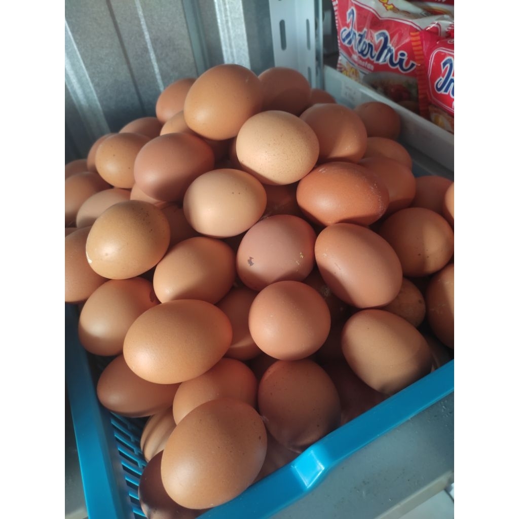 

Telur Ayam Negeri Telur Horn (khusus instan)