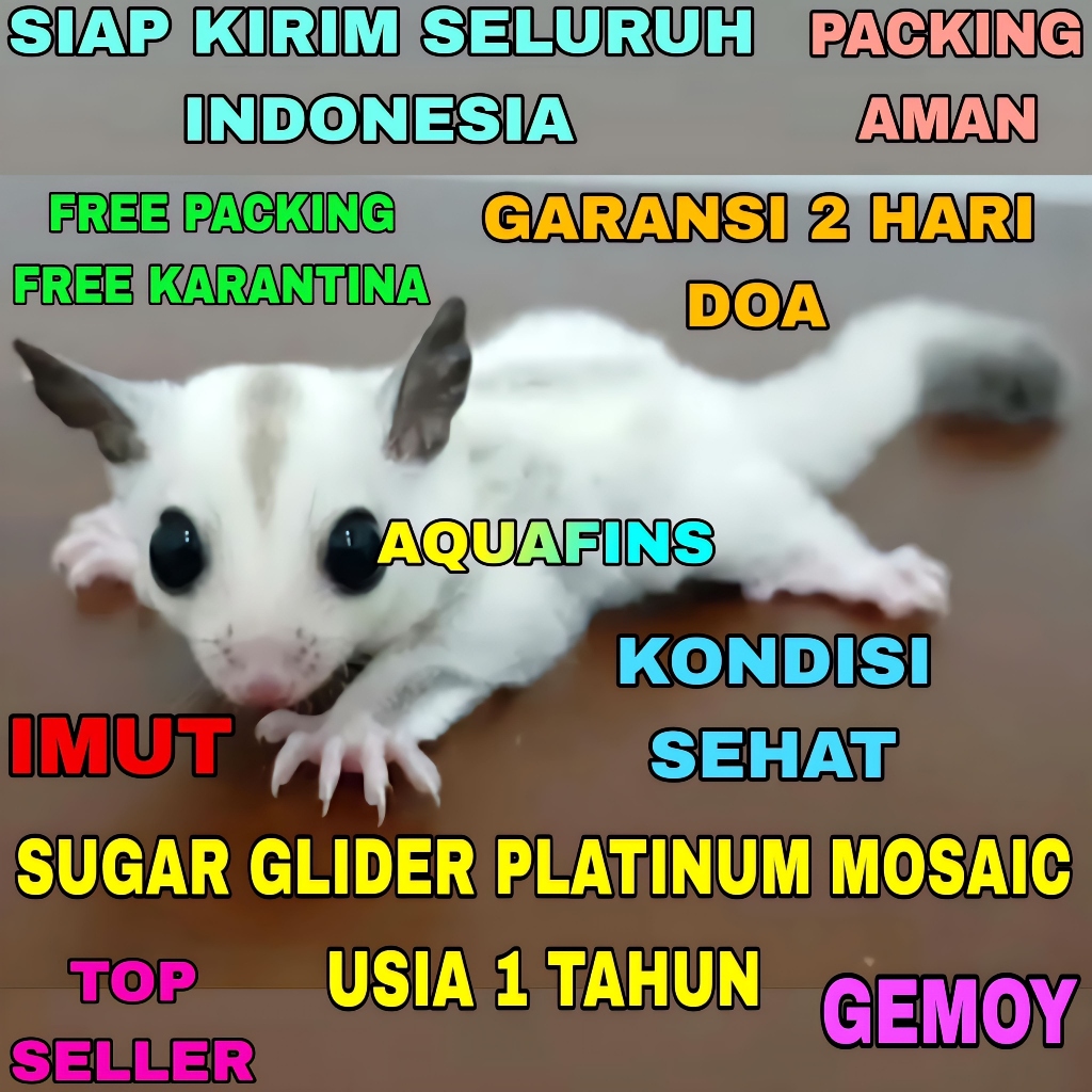 HIASAN SUGAR GLIDER JOEY PETAURUS BREVICEPS PLATINUM MOSAIC GEMOY USIA 1 TAHUN