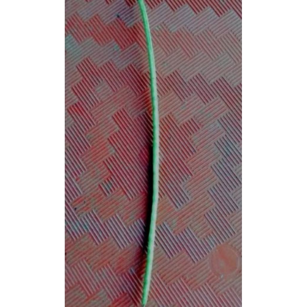 

Biji Jayanti Sesbania Sesban