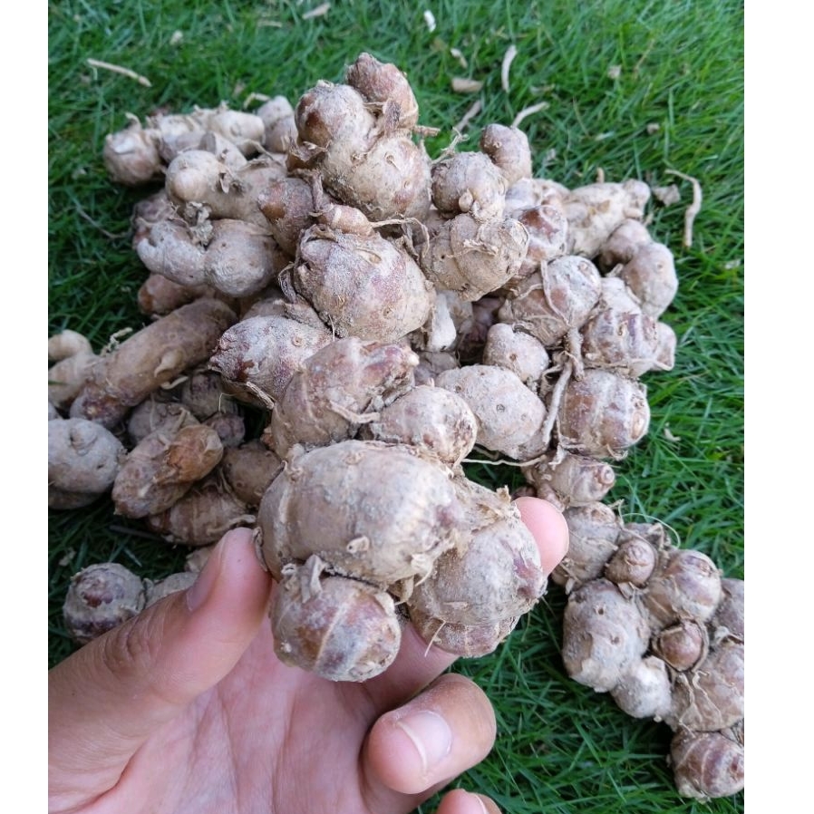 

Kencur segar Kencur Jawa 1 kg