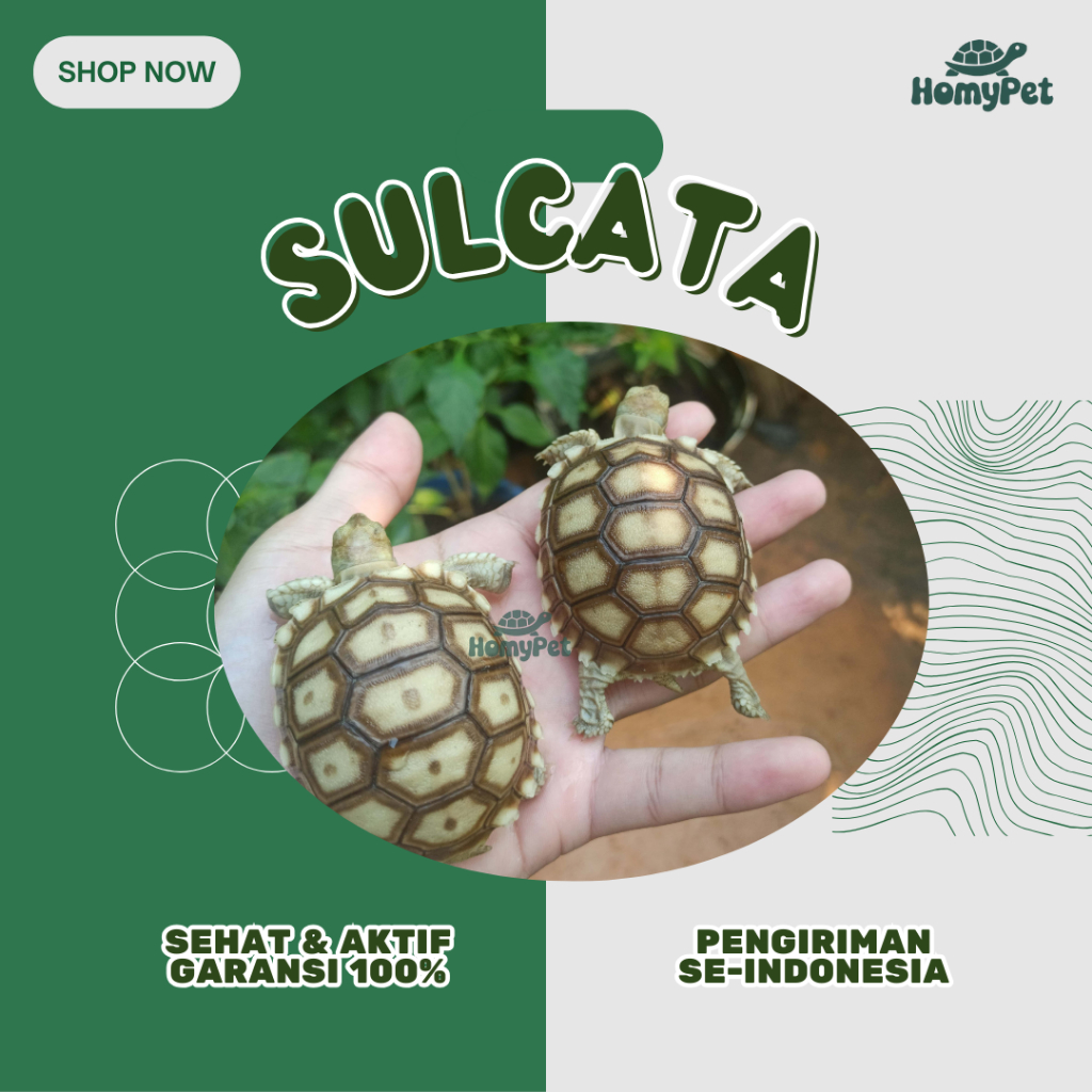 Pelet Sulcata Baby / Kura Kura Sulcata / Sulcata Tortoise