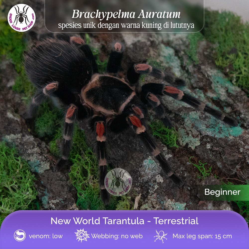 TARANTULA BRACHYPELMA AURATUM - JUVI